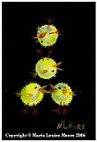 The_Amazing_Tumble_Chicks_2.jpg image by mifmif